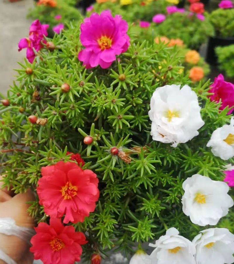 旱金莲种子种植方法