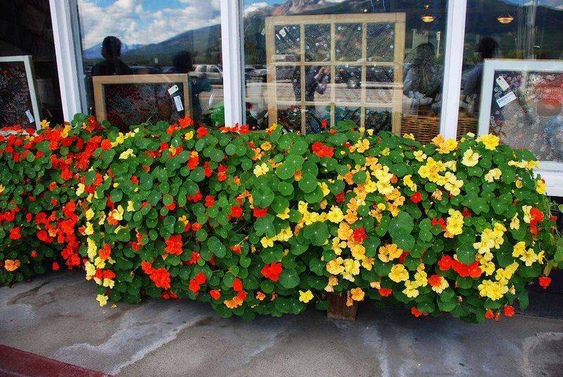 旱金莲种子种植方法