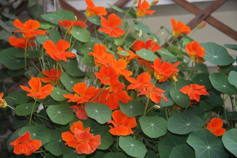 旱金莲种子种植方法