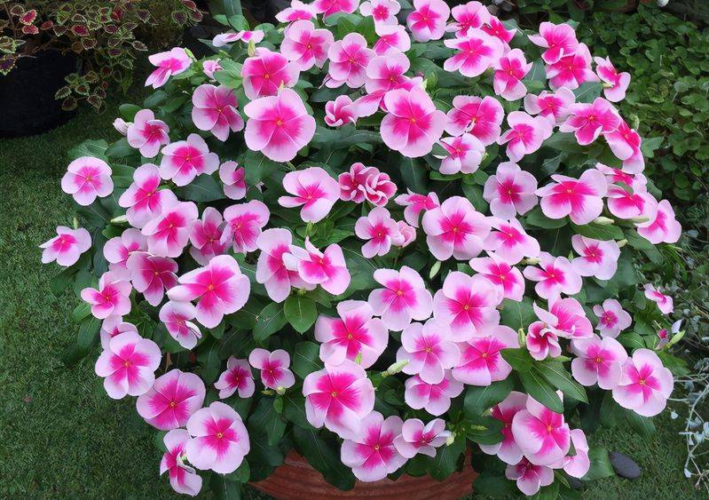 旱金莲种子种植方法