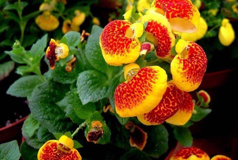 旱金莲种子种植方法