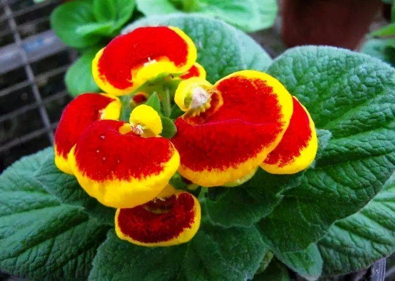 旱金莲种子种植方法