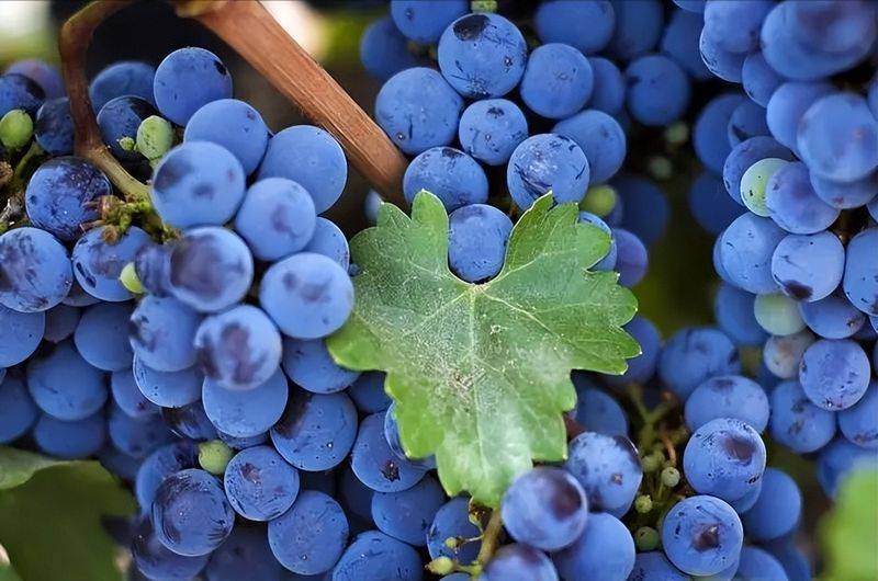 野生葡萄种植技术