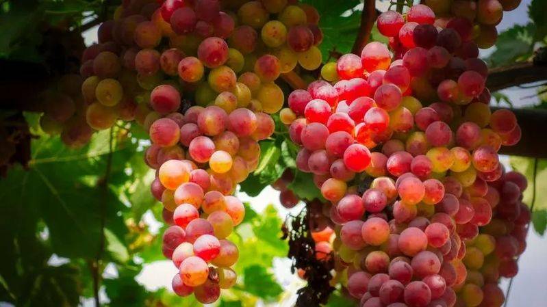 野生葡萄种植技术