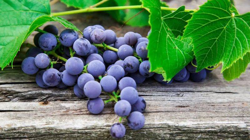 野生葡萄种植技术