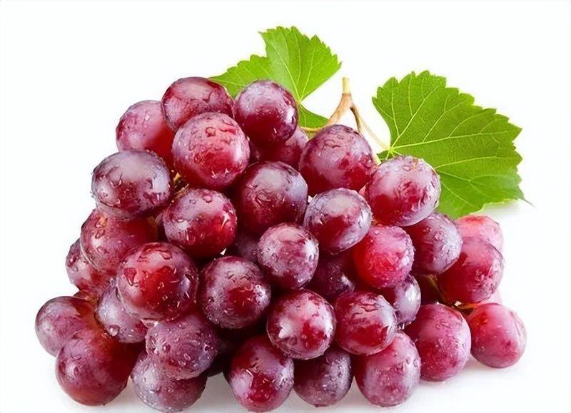 野生葡萄种植技术