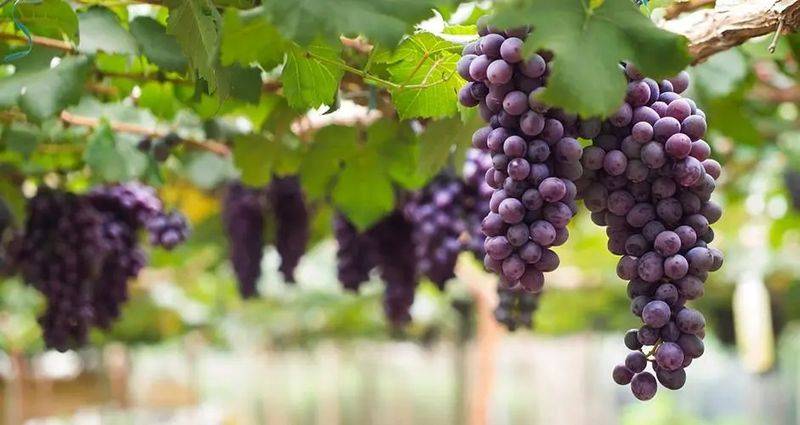 野生葡萄种植技术