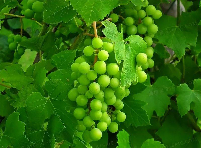 野生葡萄种植技术