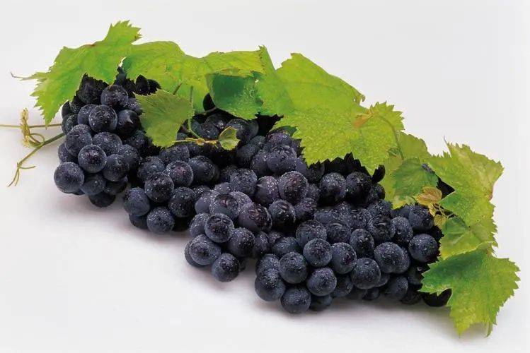 野生葡萄种植技术