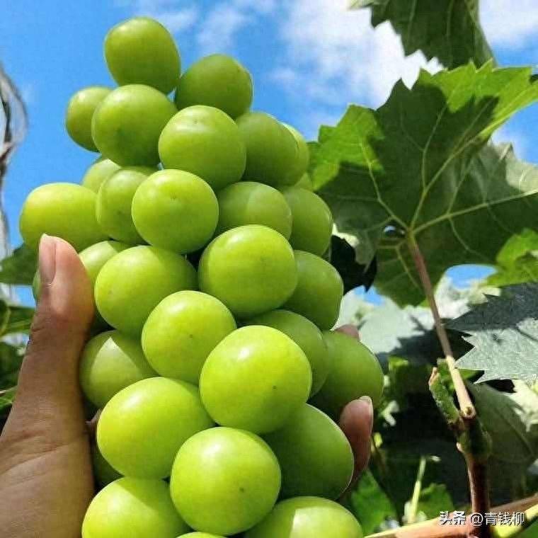 阳光玫瑰引种表现评估与精细化栽培关键要点解析