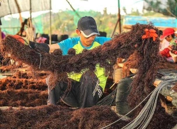 发菜的种植技术
