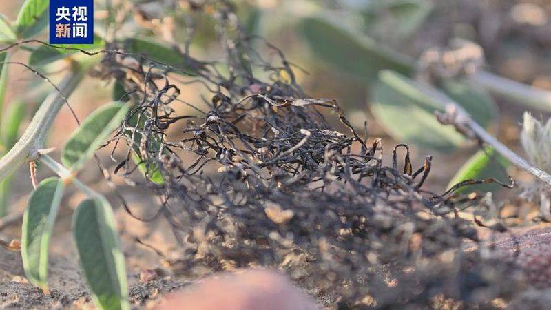 蔬菜的种植方法