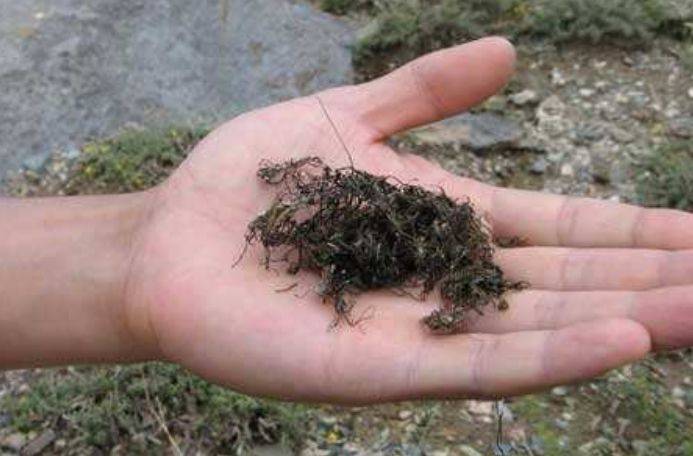 蔬菜的种植方法