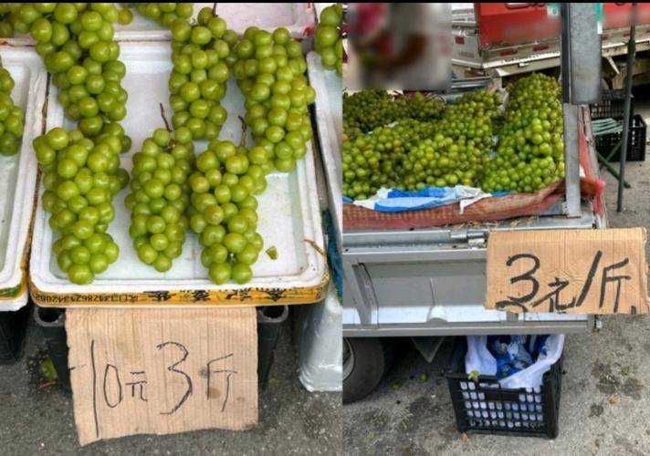 美国车厘子种植技术