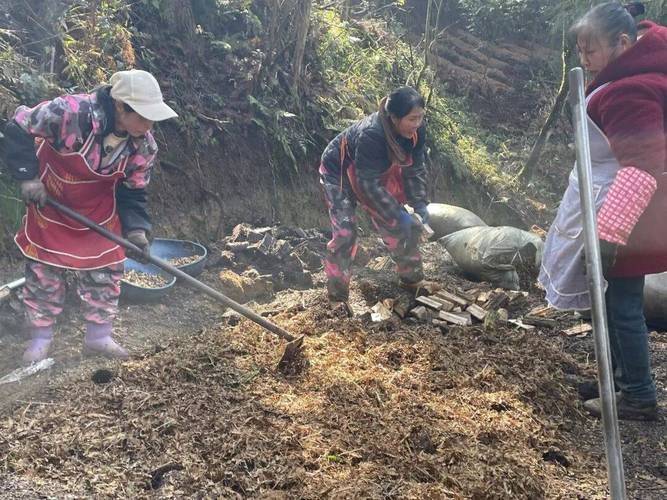 室内天麻的种植技术
