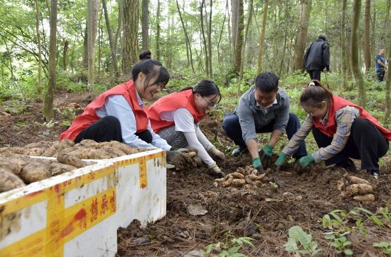 室内天麻的种植技术