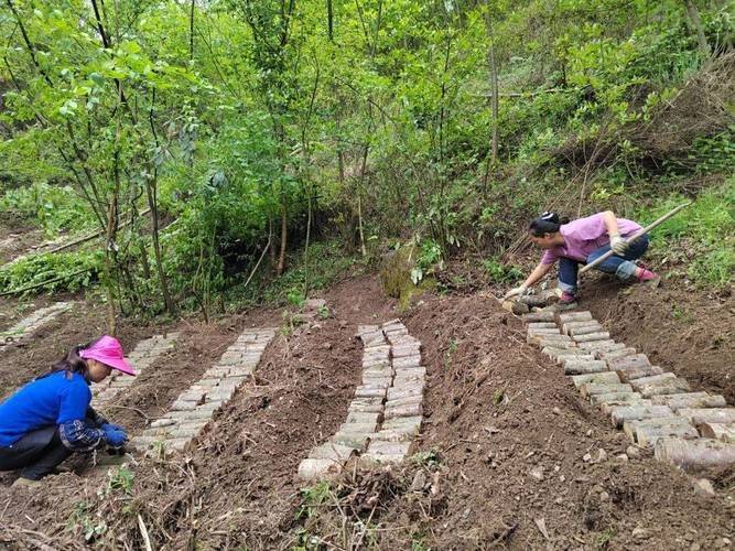 室内天麻的种植技术