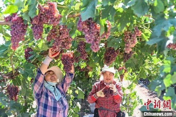 野生葡萄种植技术