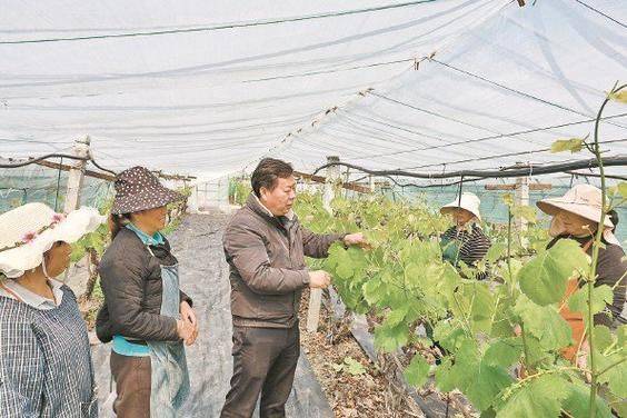 野生葡萄种植技术