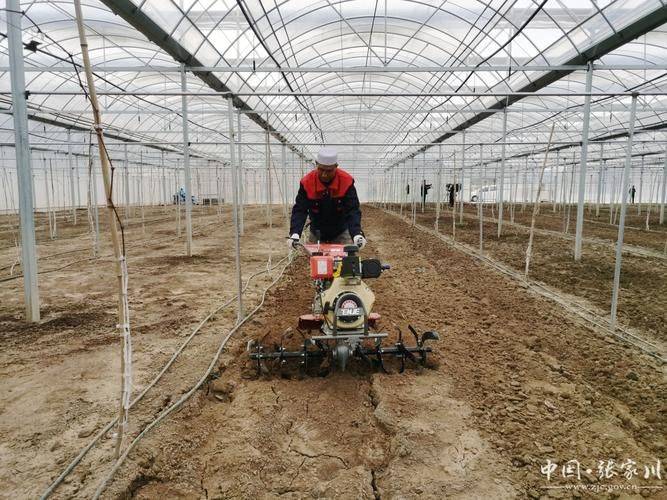 野生葡萄种植技术