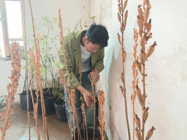 室内天麻的种植技术