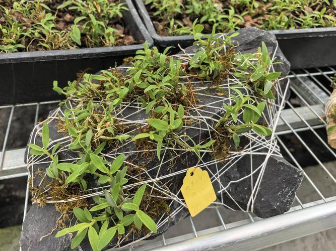 香樟树的种植技术