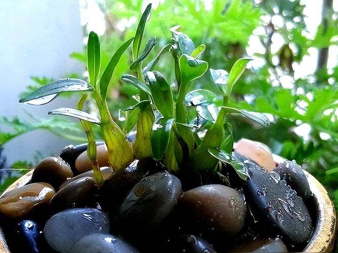 香樟树的种植技术