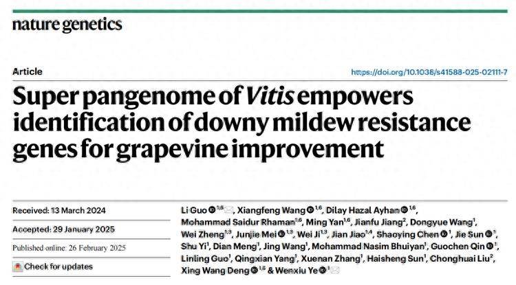 野生葡萄种植技术