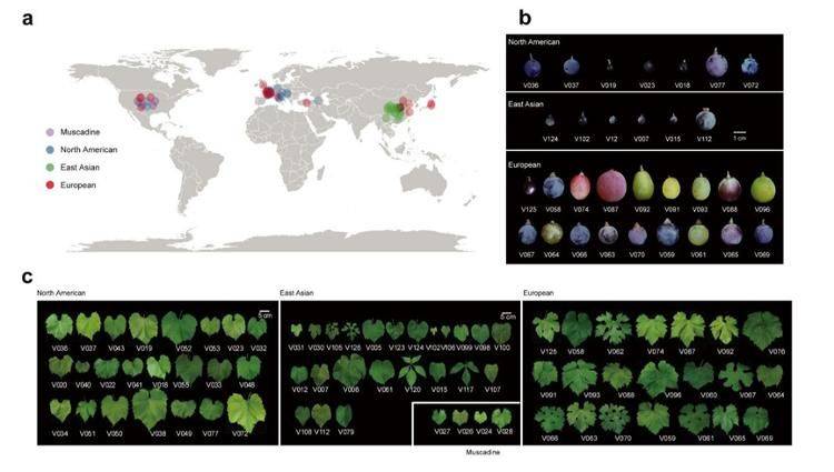 野生葡萄种植技术
