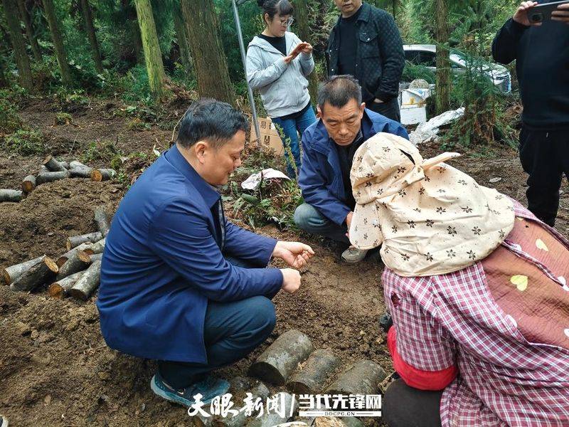 室内天麻的种植技术