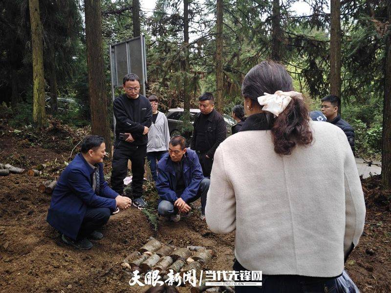 室内天麻的种植技术