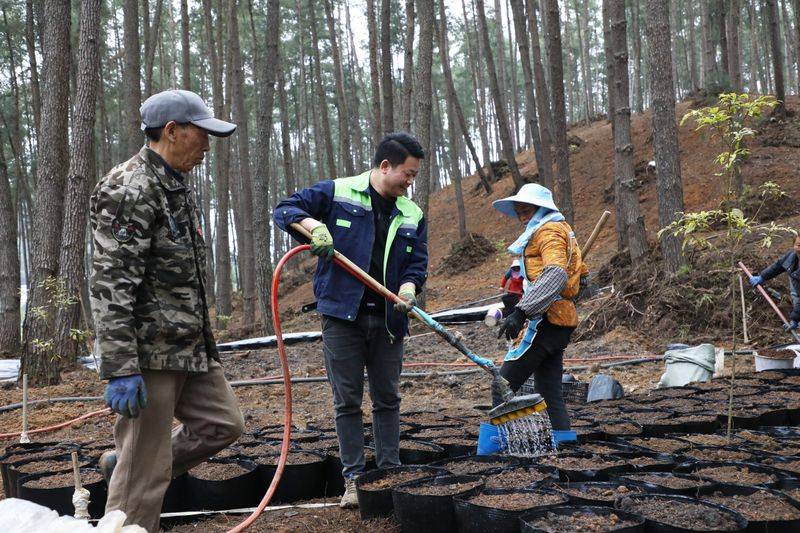 长顺：天麻种植忙，开启致富新希望