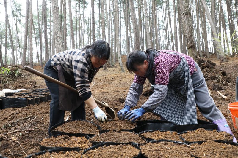 室内天麻的种植技术