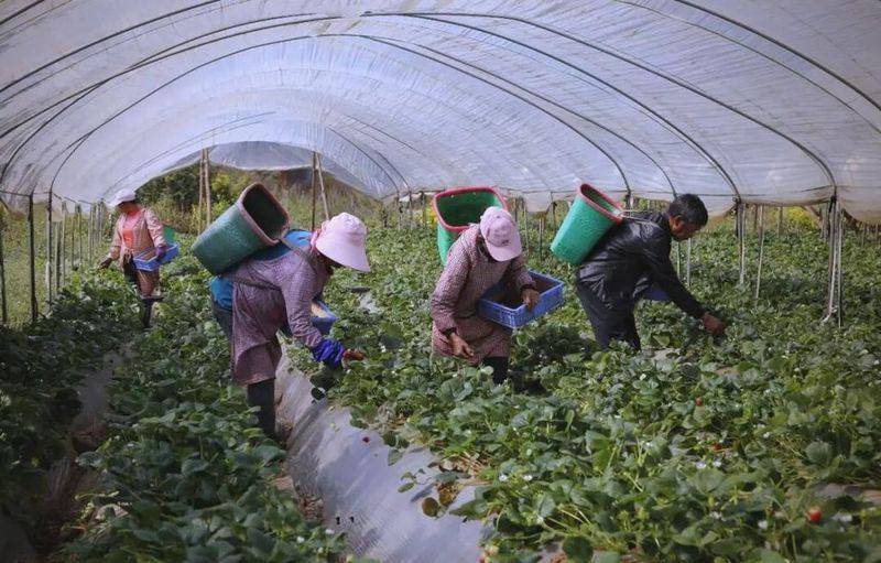 Strawberry pelvis cultivation methods