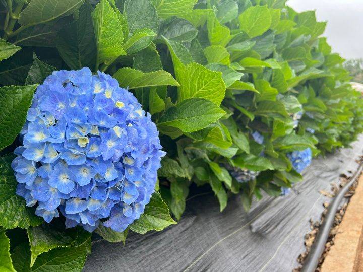 侵犯“植物知识产权”最终伤了谁？最畅销国产绣球花官司打进最高法