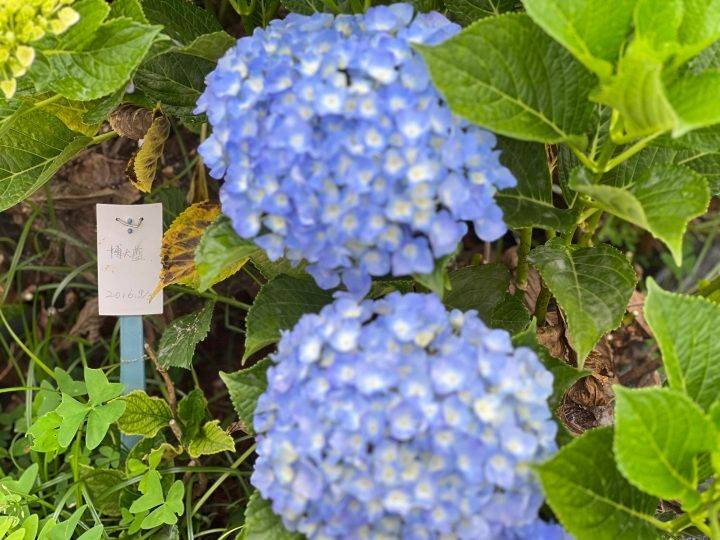 绣球无尽夏的种植方法