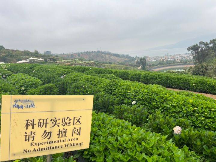 绣球无尽夏的种植方法