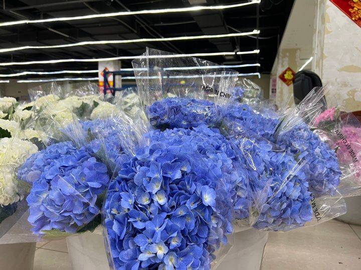 绣球无尽夏的种植方法