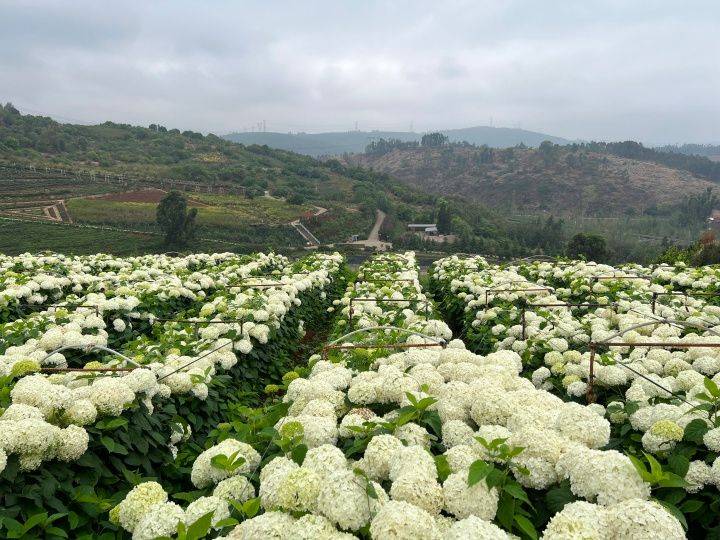 绣球无尽夏的种植方法