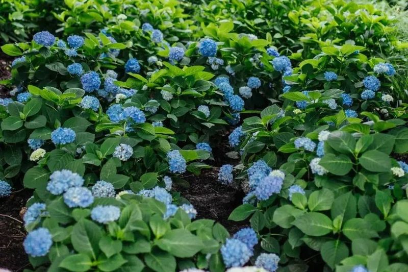绣球无尽夏的种植方法