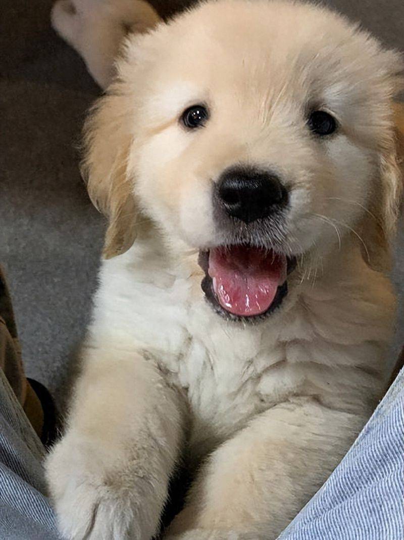 价格便宜又好的狗粮