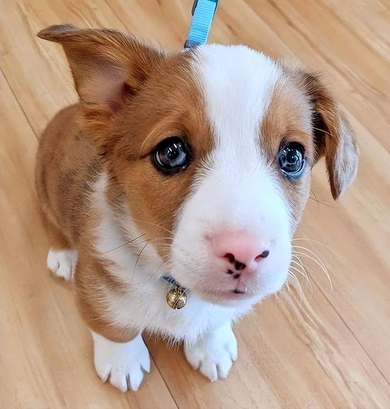 价格便宜又好的狗粮