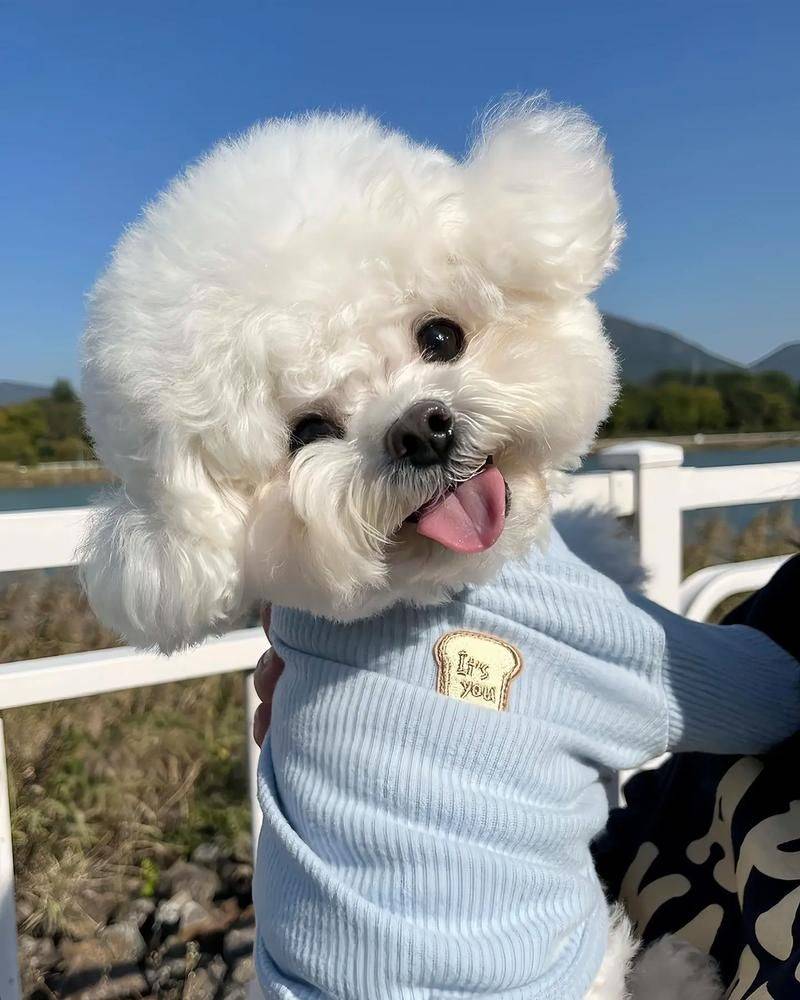 价格便宜又好的狗粮