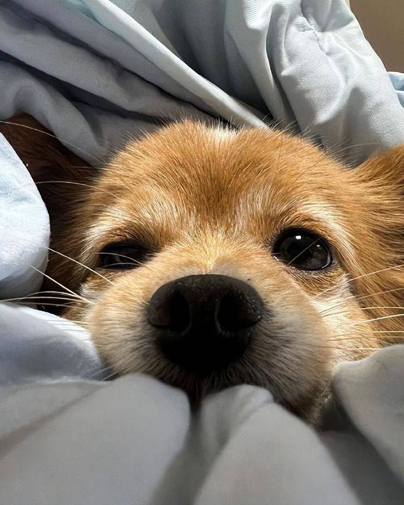 价格便宜又好的狗粮