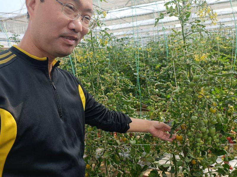 Videos of tomato growing techniques