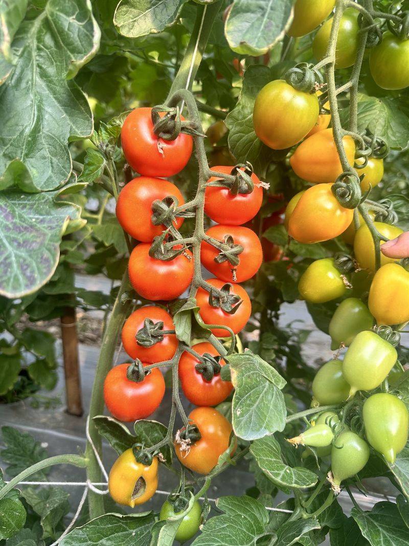 Videos of tomato growing techniques