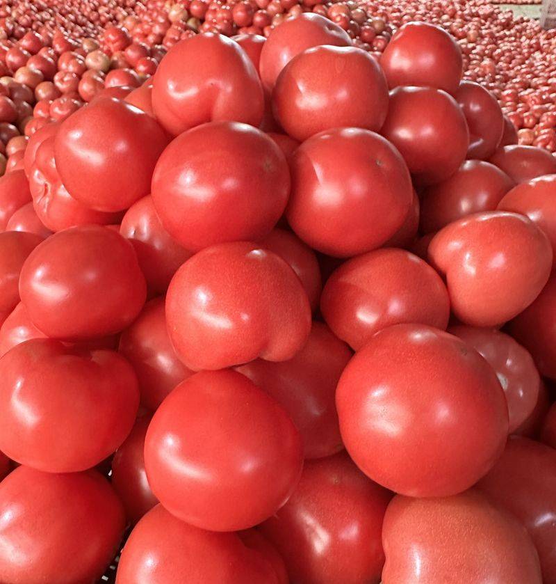 Videos of tomato growing techniques