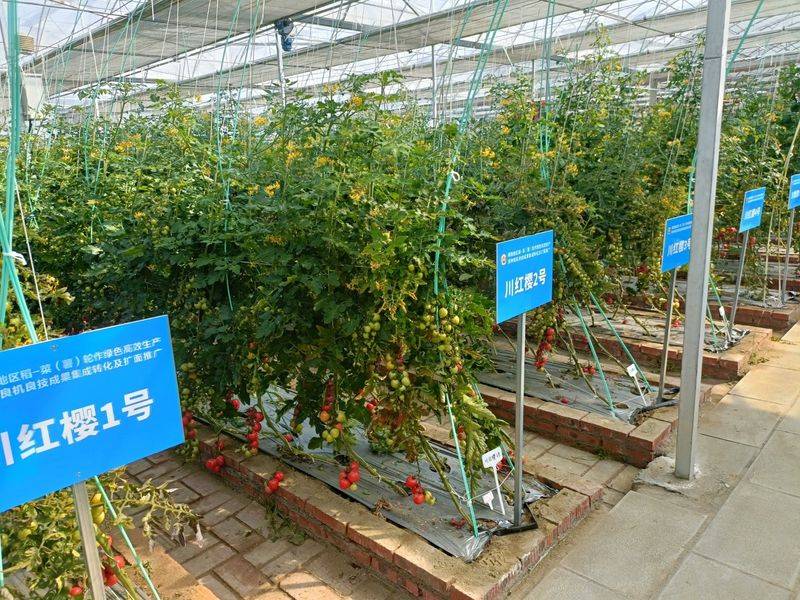 Videos of tomato growing techniques