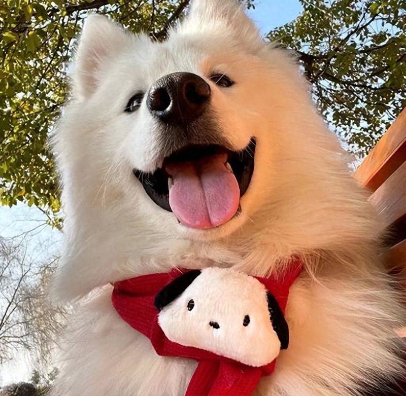 价格便宜又好的狗粮