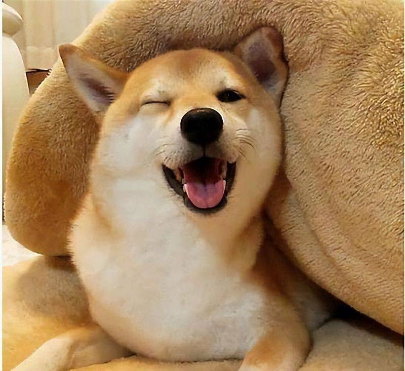 价格便宜又好的狗粮